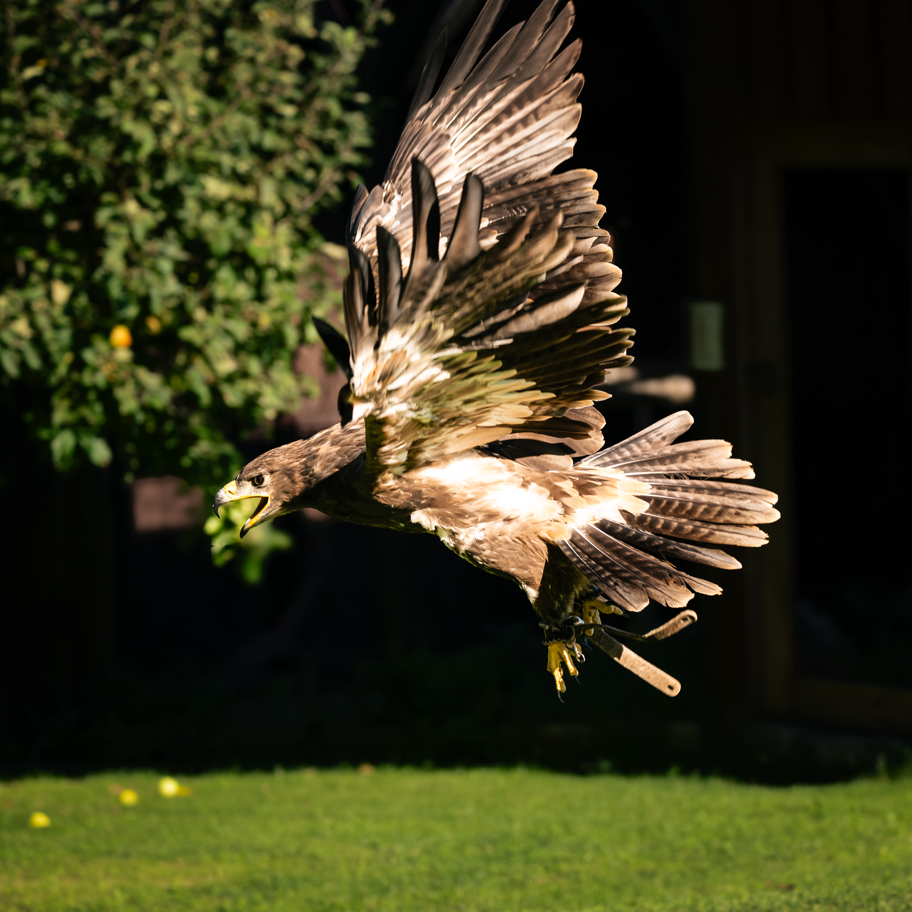 Falknereihof Haging 2084